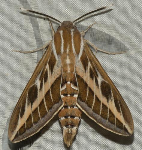 Hyles livornica